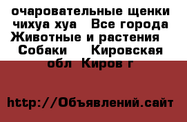 очаровательные щенки чихуа-хуа - Все города Животные и растения » Собаки   . Кировская обл.,Киров г.